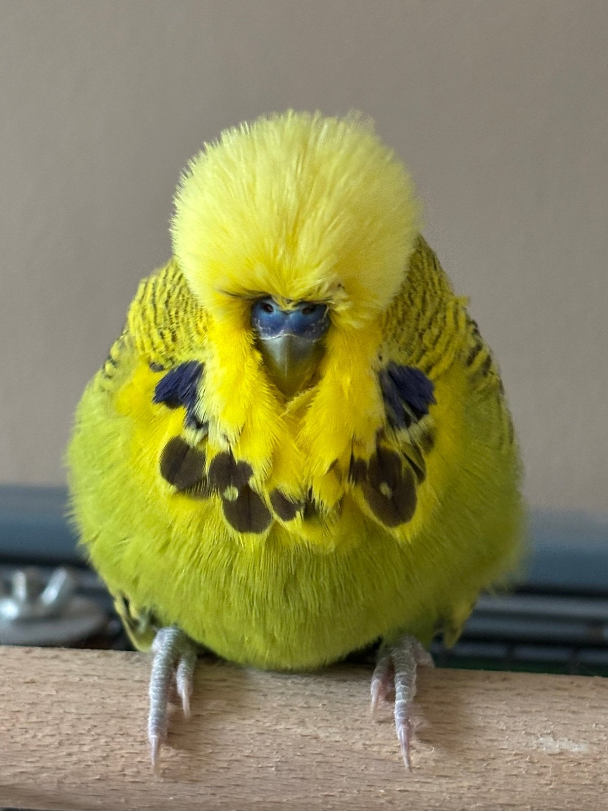 Contact advertentie: lief maatje gezocht, Dieren en Toebehoren, Vogels | Parkieten en Papegaaien, Geslacht onbekend, Parkiet, Tam