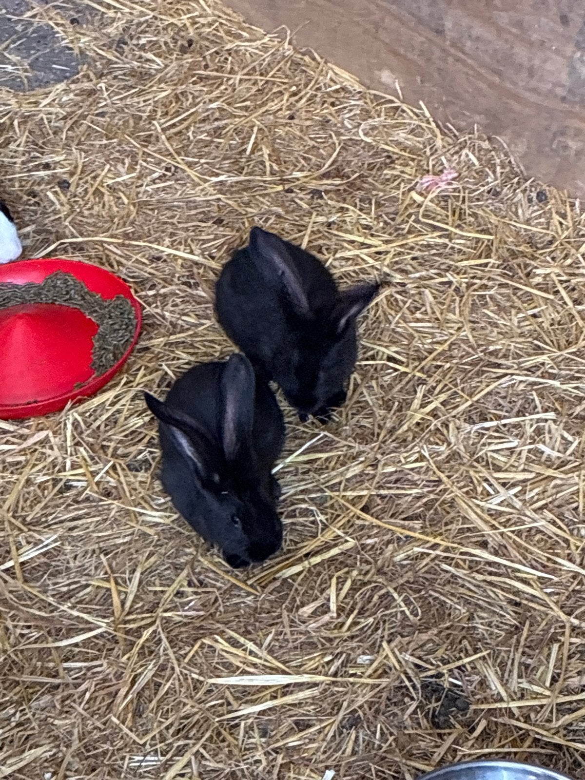 Vlaamse reuzen, Dieren en Toebehoren, Meerdere dieren, Groot