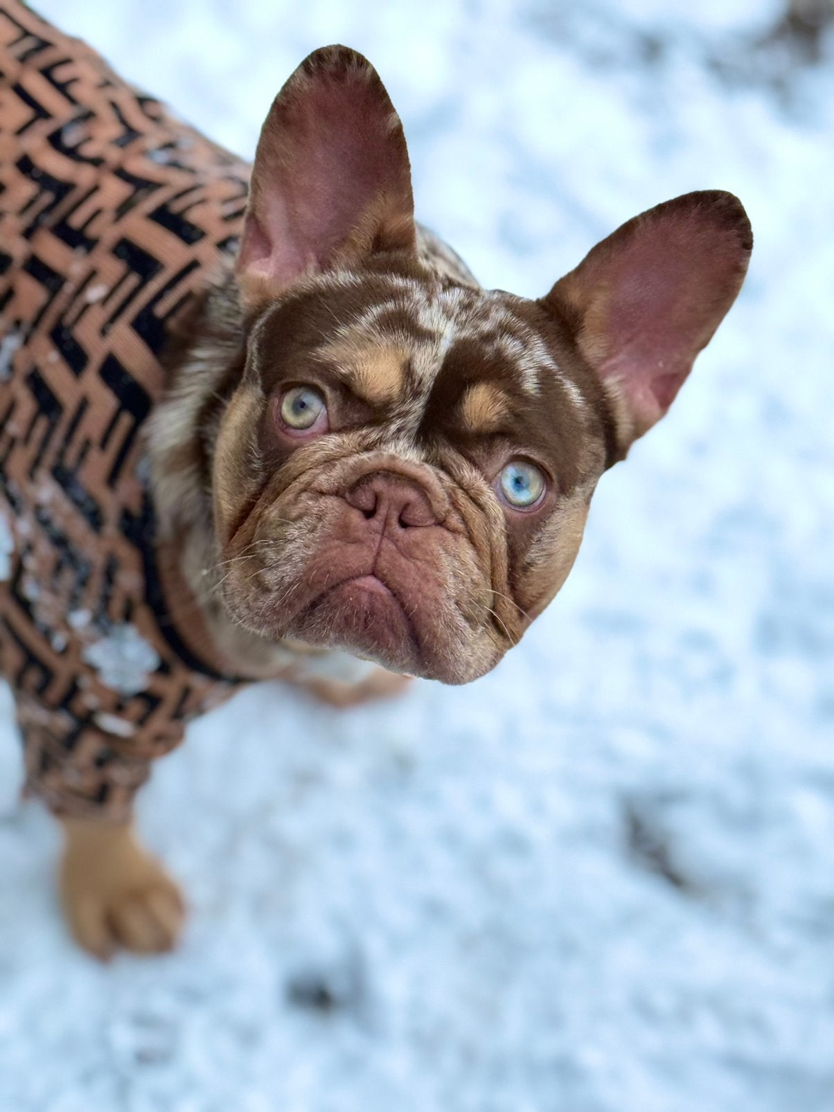 Franse bulldog teefje, 1 tot 2 jaar, Teef, Bulldog, Eén hond