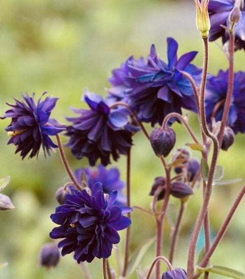 Akelei ‘Blue Barlow’ - Zaden uit eigen gifvrije tuin, Ophalen of Verzenden, Najaar, Halfschaduw, Zaad