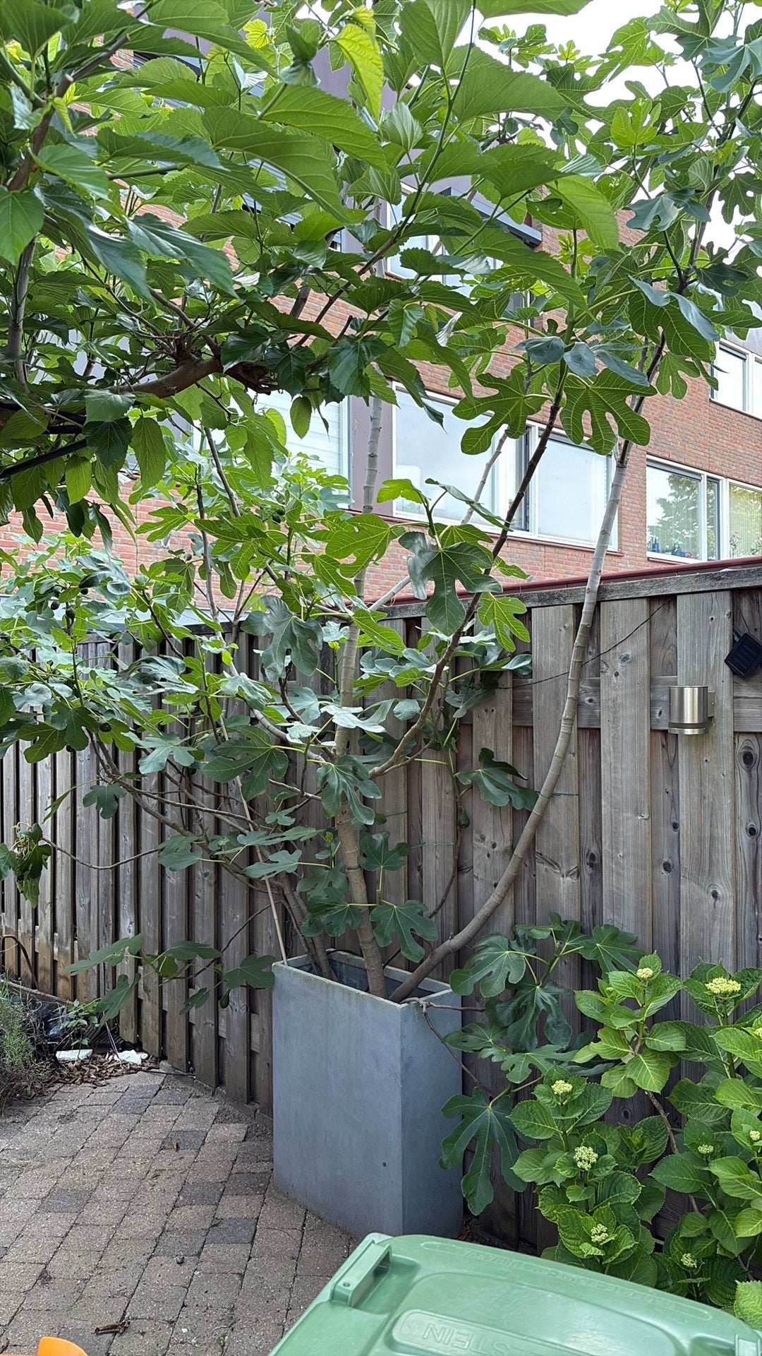 Vijgenboom Groot, Bloeit niet, Overige soorten, 400 cm of meer, Ophalen