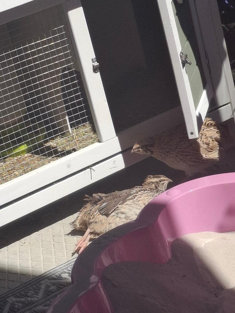 (Niet tekoop) kwartels gezocht, Dieren en Toebehoren, Vrouwelijk, Groot