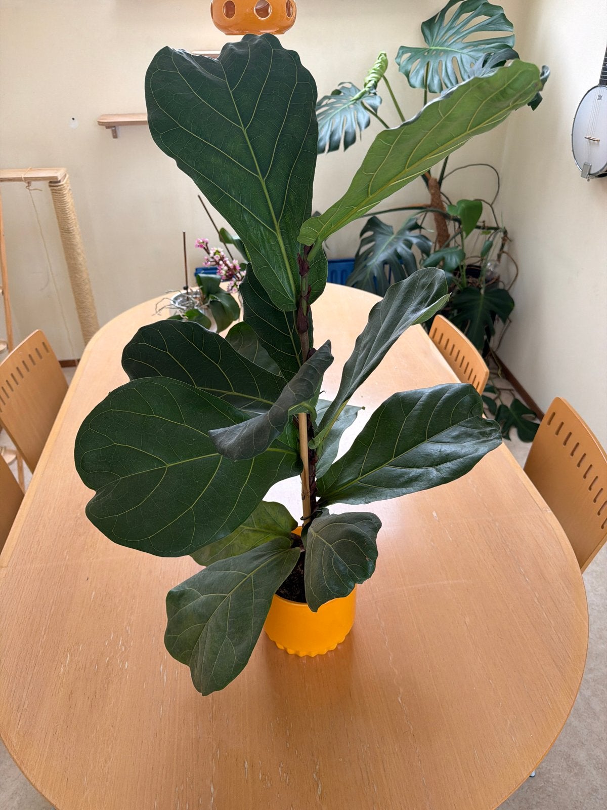 Ficus Lyrata (Tabaksplant) in Gele Pot, Ophalen, Ficus, Halfschaduw, In pot