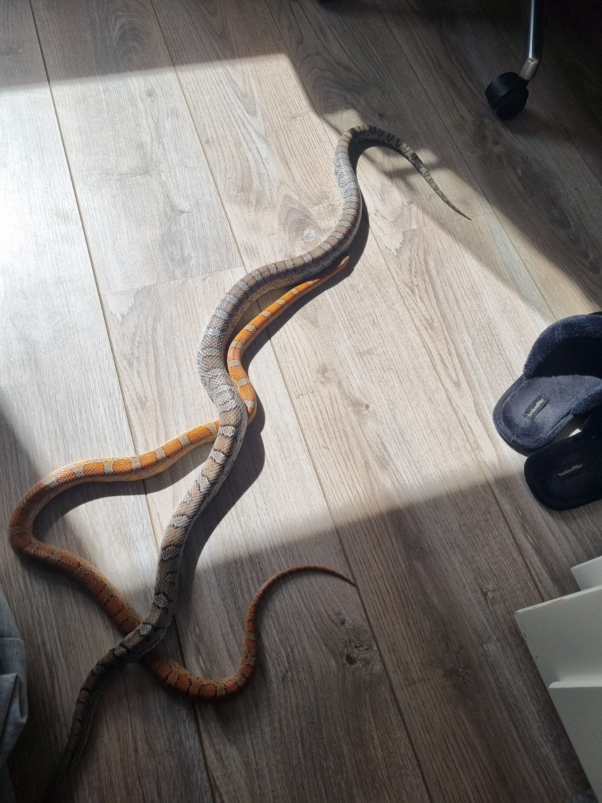 Koppel rattenslangen Rat Snake photo 2