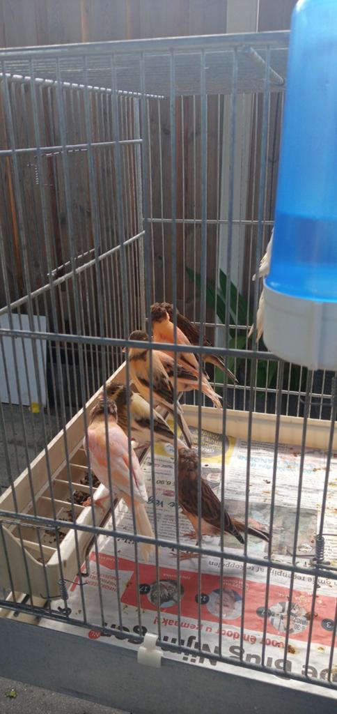 Trio harlekijnen, Dieren en Toebehoren, Vogels | Kanaries, Meerdere dieren, Kleurkanarie