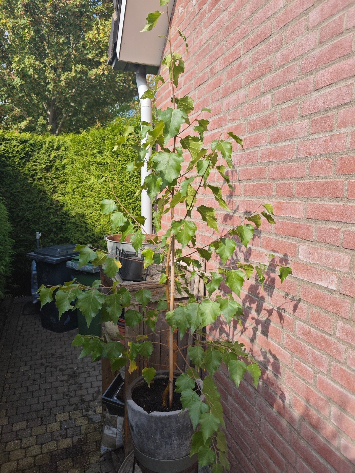 Jonge ruwe berk, ruim 100 cm hoog, Tuin en Terras, Ophalen