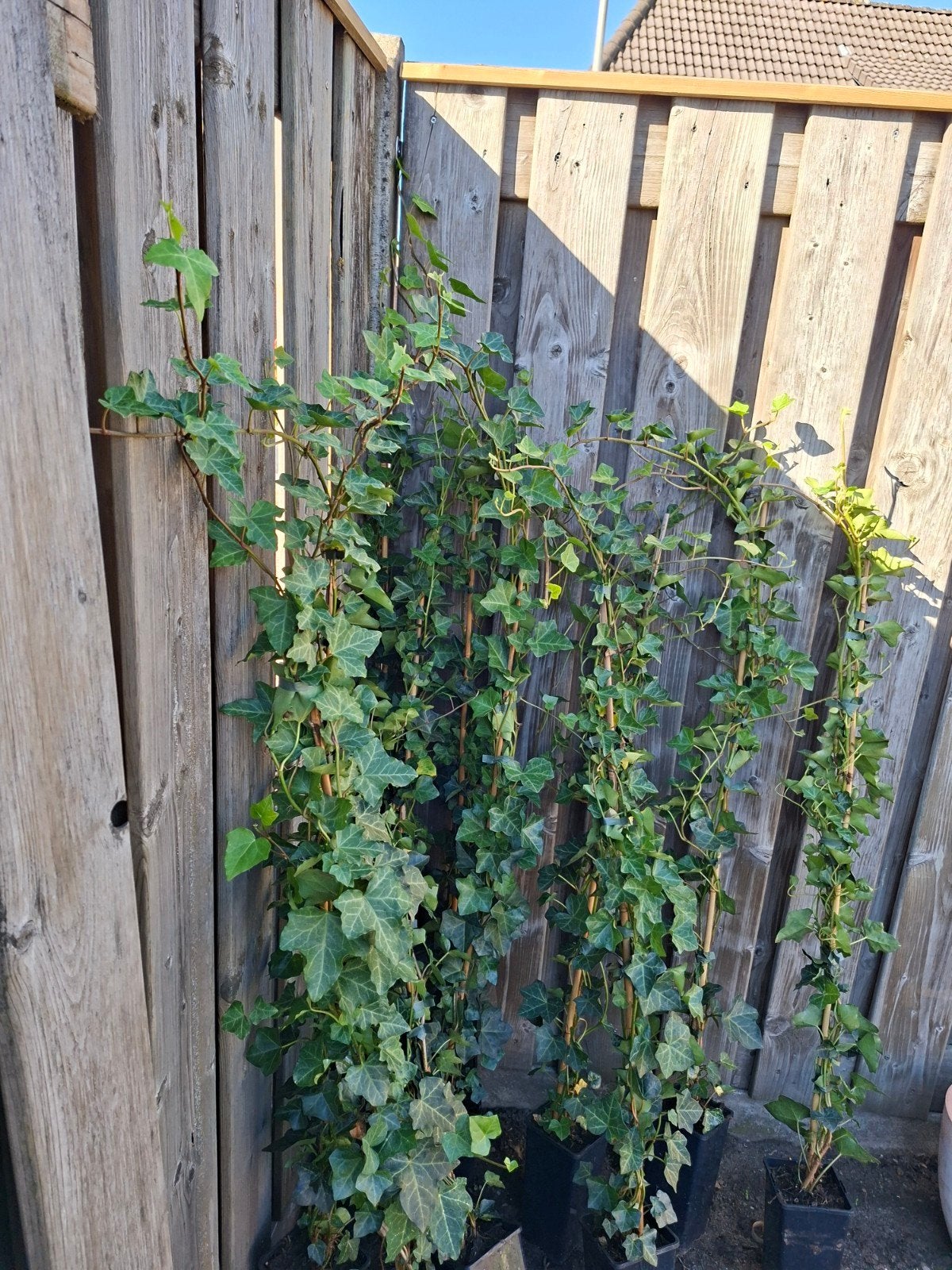 Klimop (Hedera hibernica) - Groene klimplanten voor tuin, Tuin en Terras, Ophalen, Vaste plant, Bloeit niet, Halfschaduw