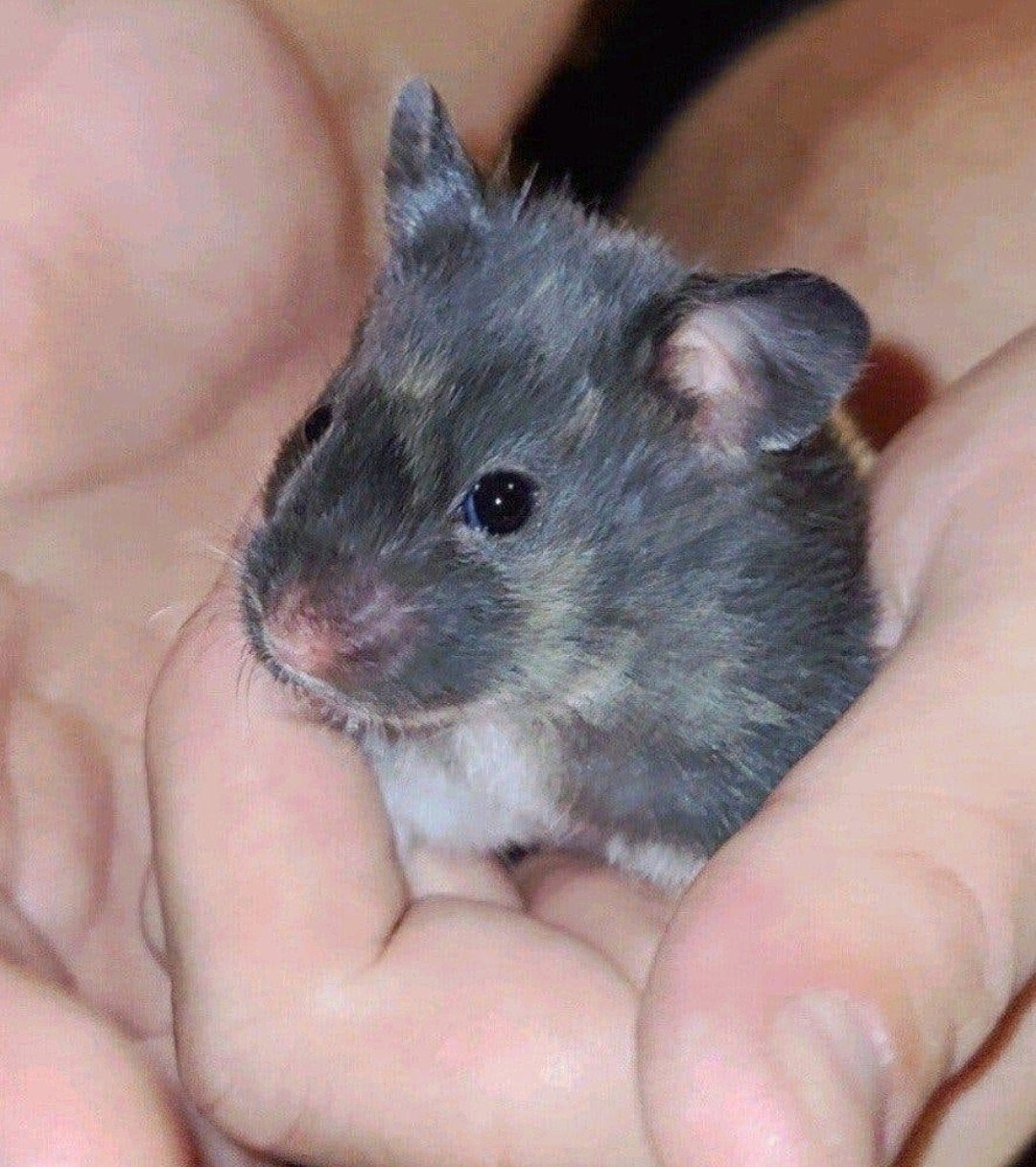 Lieve zwart driekleur hamster, vrouwtje, Hamster, Augustus, Vrouwelijk, Tam