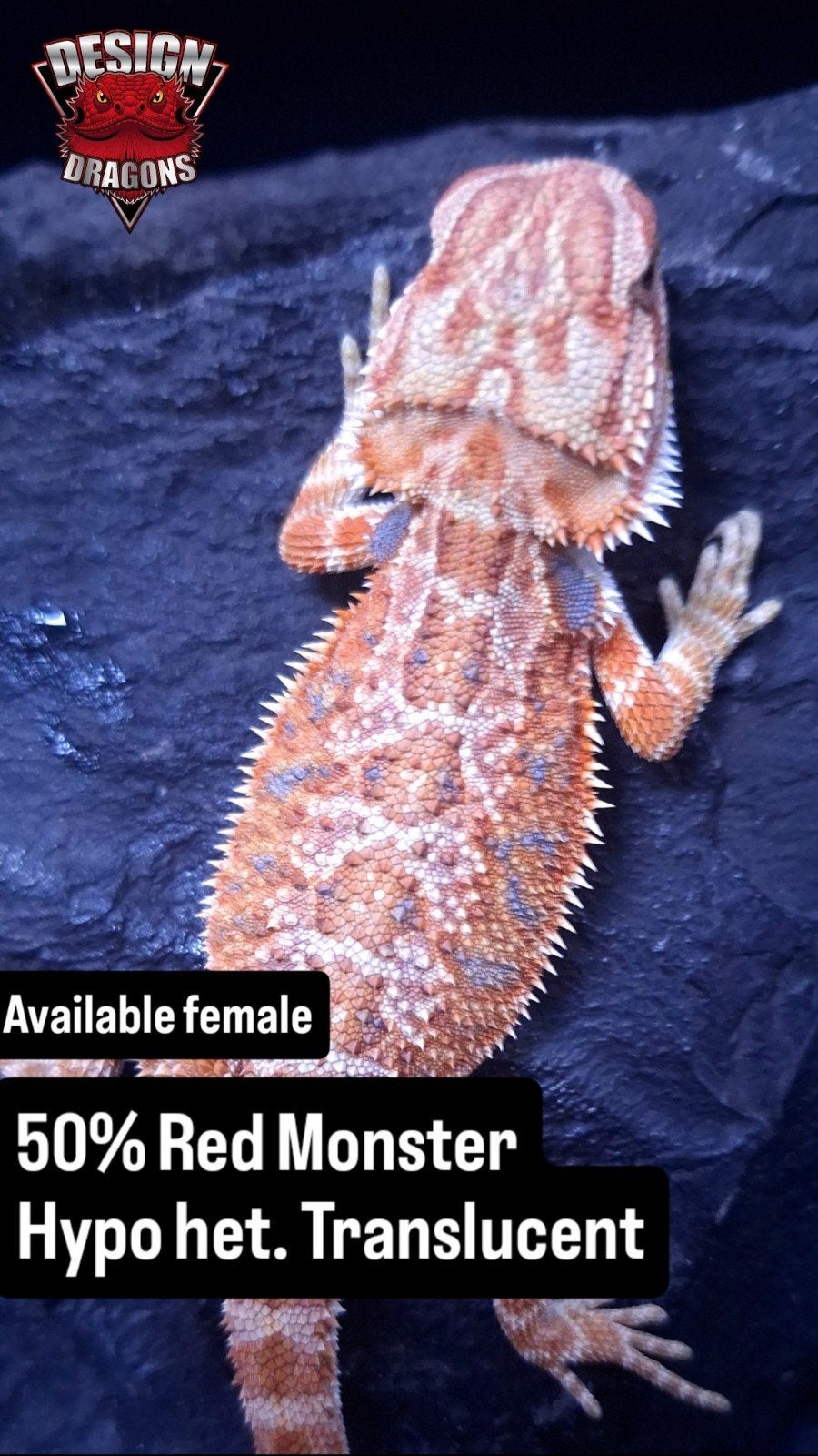 50% Red Monster Hypo het. Translucent
Baardagaam vrouw Bearded Dragon - female for sale from Design Dragons