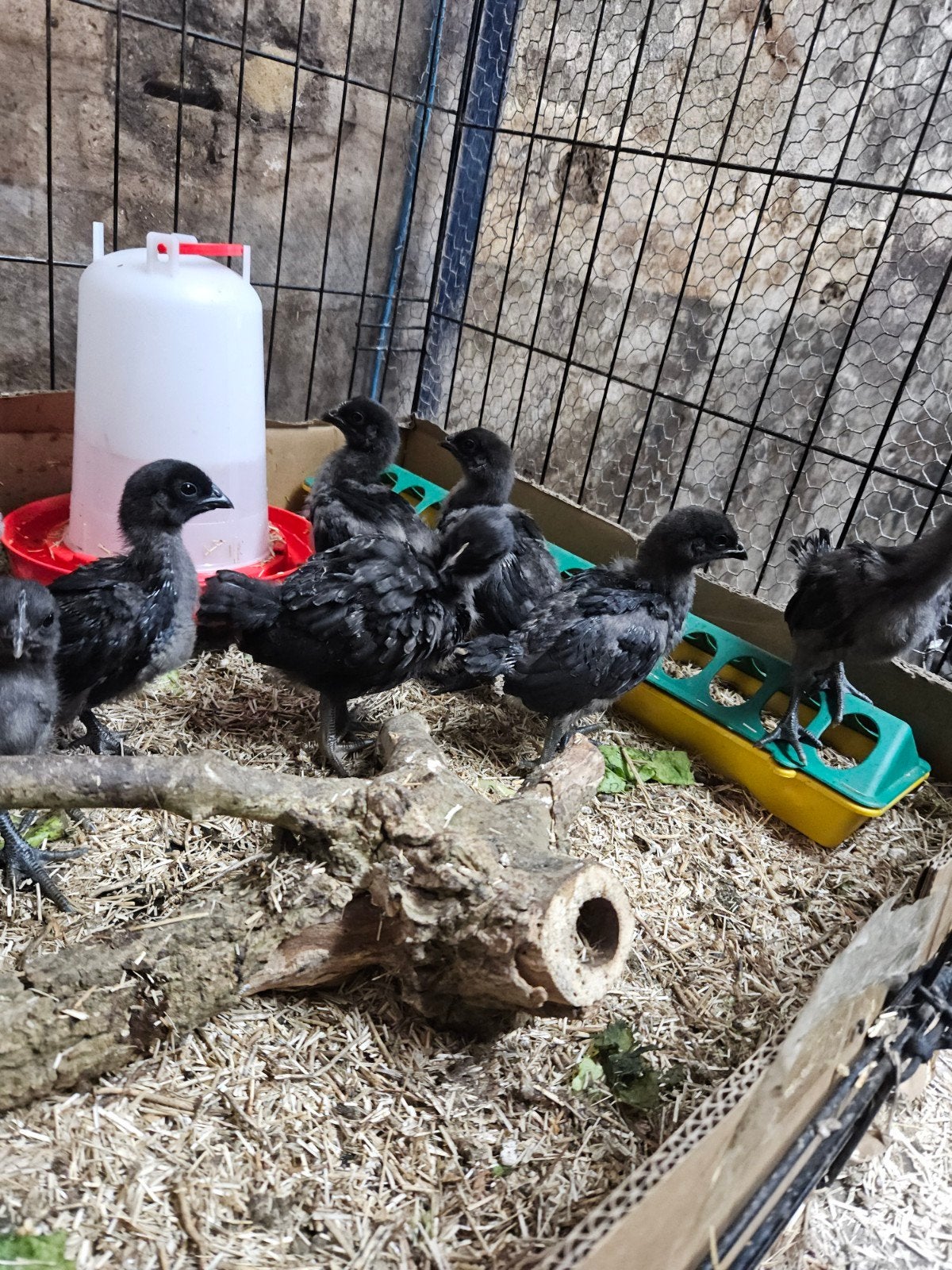 Te koop Ayam Cemani kuikens., Meerdere dieren, Kip