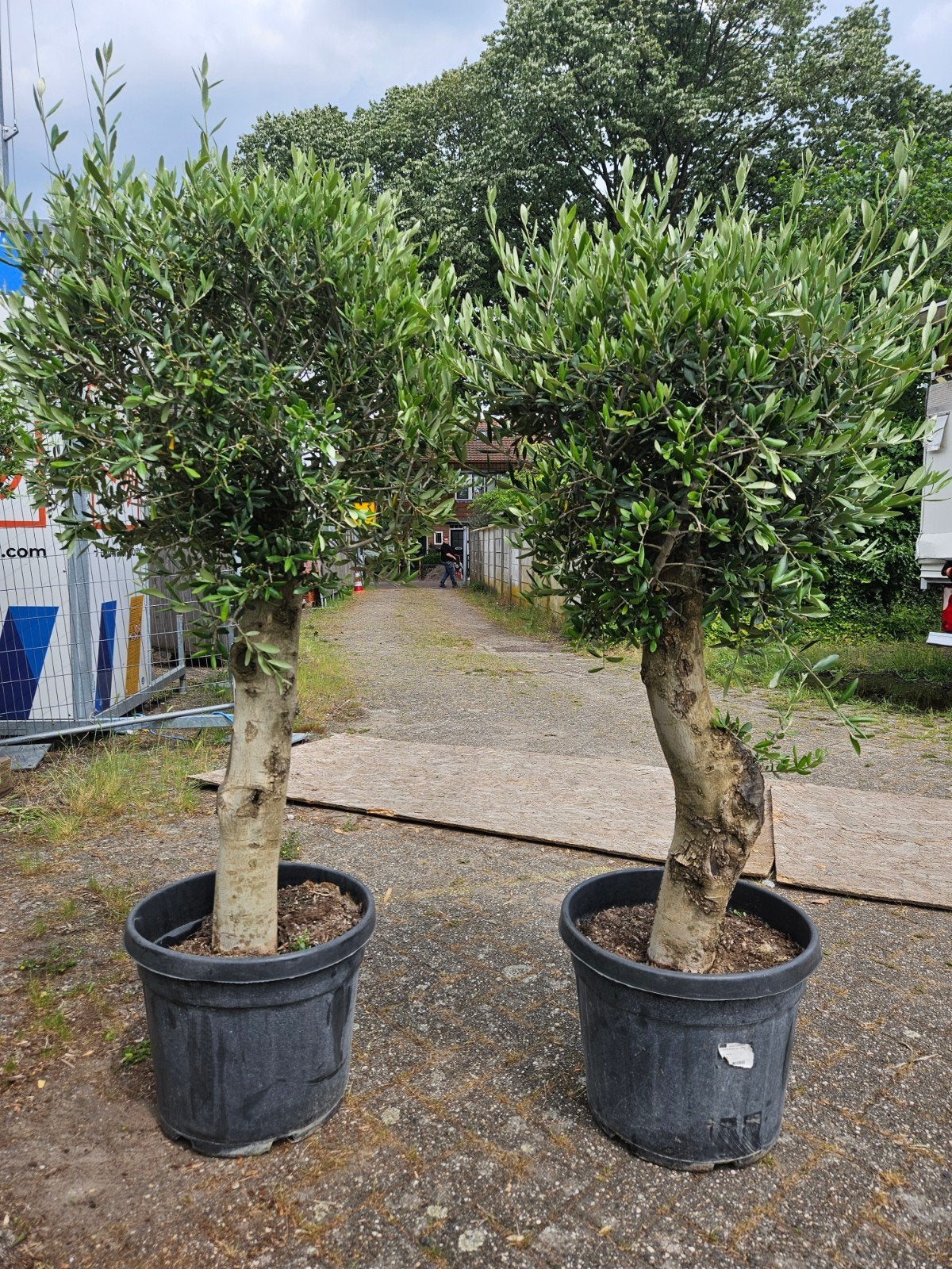 Olijfbomen dikke grillige stam; 139 euro, Volle zon, Ophalen of Verzenden, 100 tot 250 cm, Olijfboom