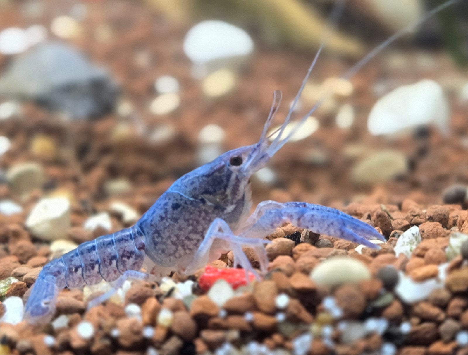 super mooie blauwe florida kreeften, Dieren en Toebehoren, Vissen | Aquariumvissen, Vis