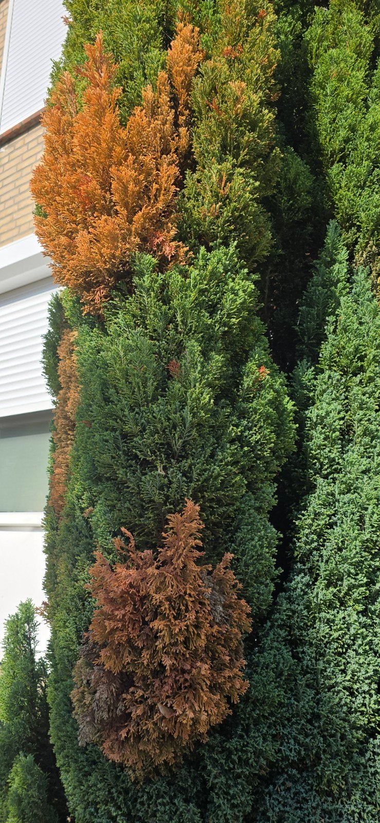 twee cupressus gratis, Ophalen, Overige soorten