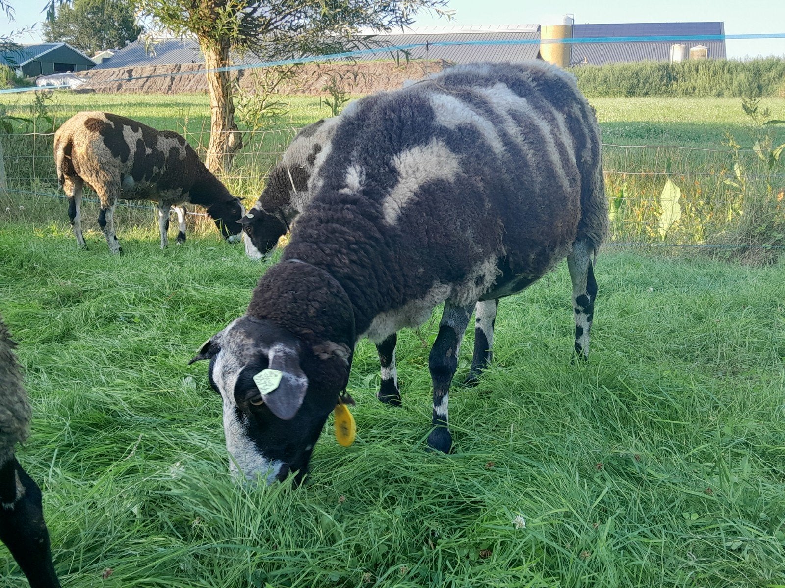 Twee bonte schapen., Vrouwelijk, Schaap
