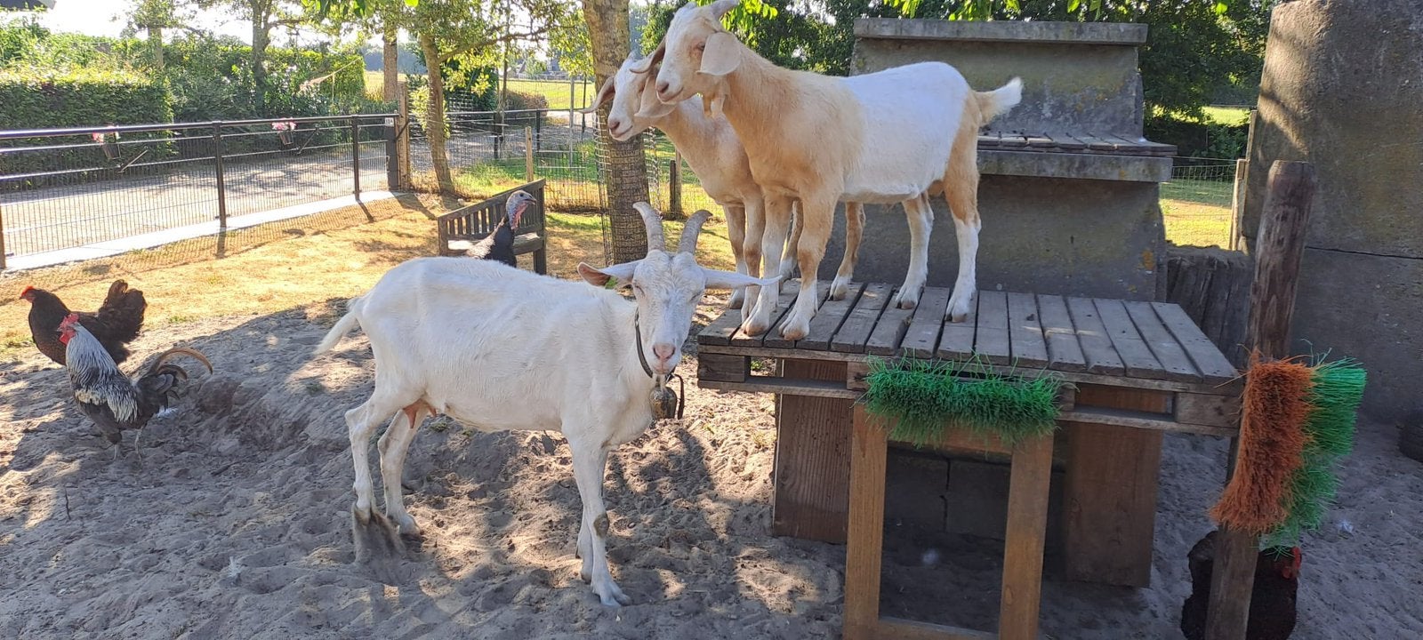 Melkgeit met 2 lammetjes zoeken nieuww weide, Meerdere dieren, Geit, 0 tot 2 jaar
