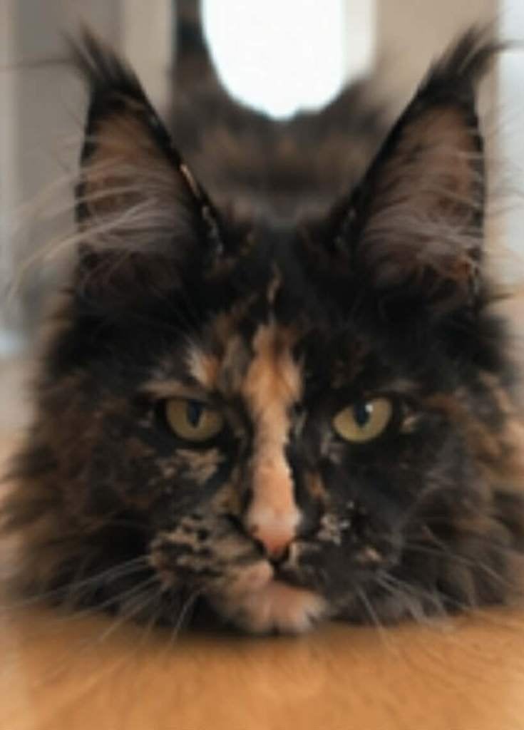 Prachtige Maine Coon poes  met stamboom XXL Russische lijnen, Dieren en Toebehoren, Poes, Met stamboom, 0 tot 2 jaar