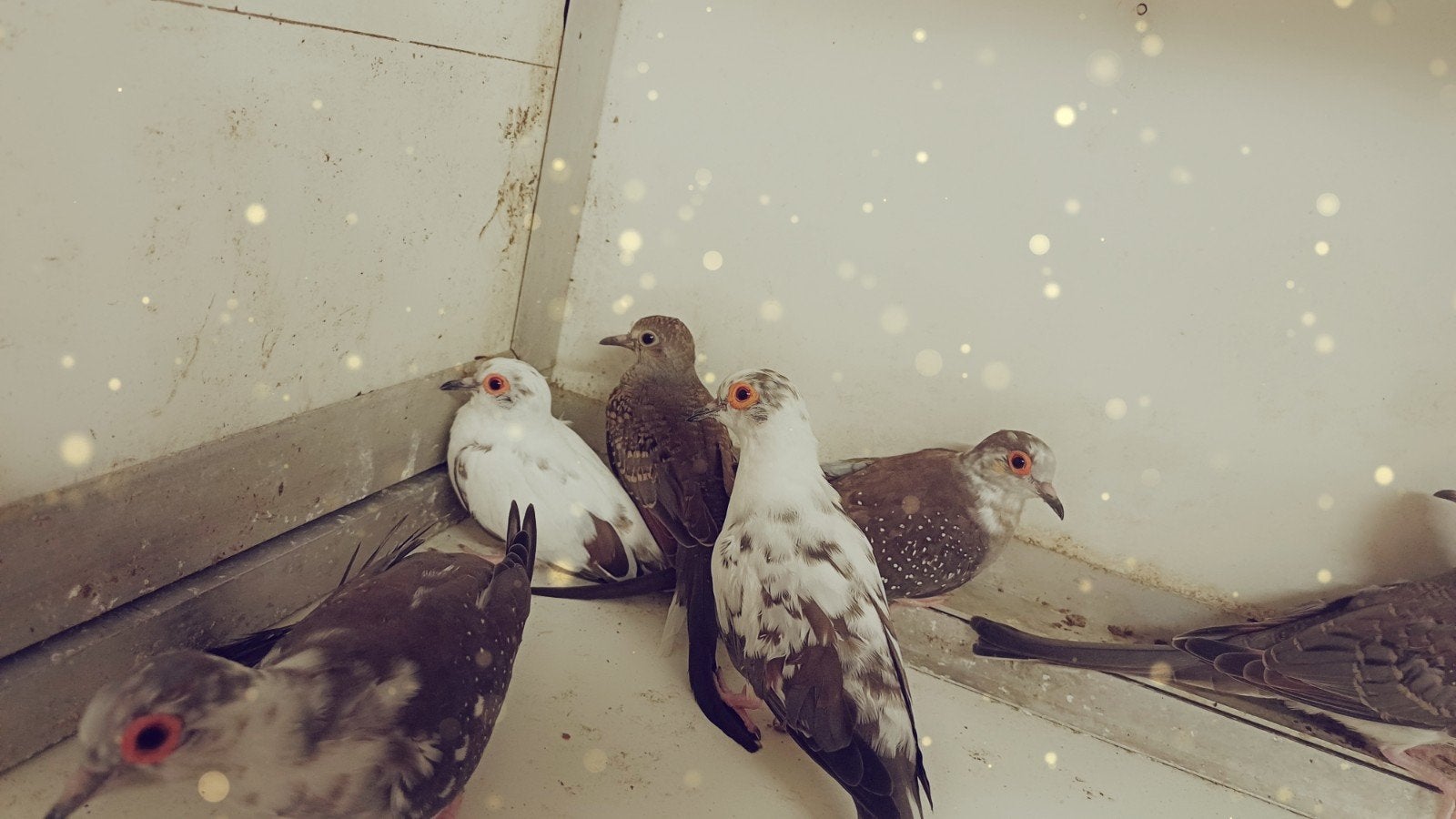 mooi kweekkoppel, Dieren en Toebehoren, Vogels | Duiven