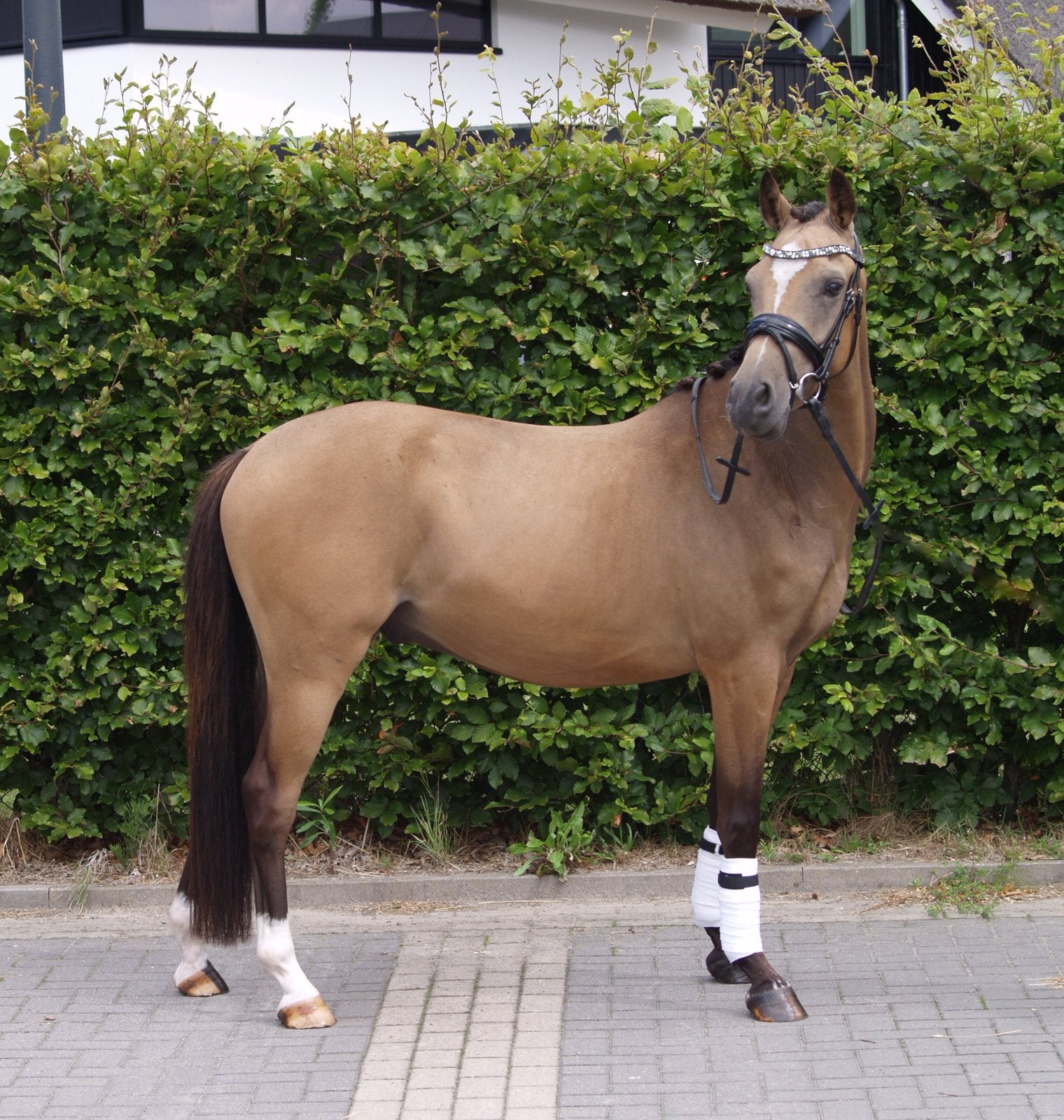 Topbrave 3 jarige valk D-pony ruin van Don Cremello du Bois, Gechipt, Ruin, Dressuurpony, Zadelmak