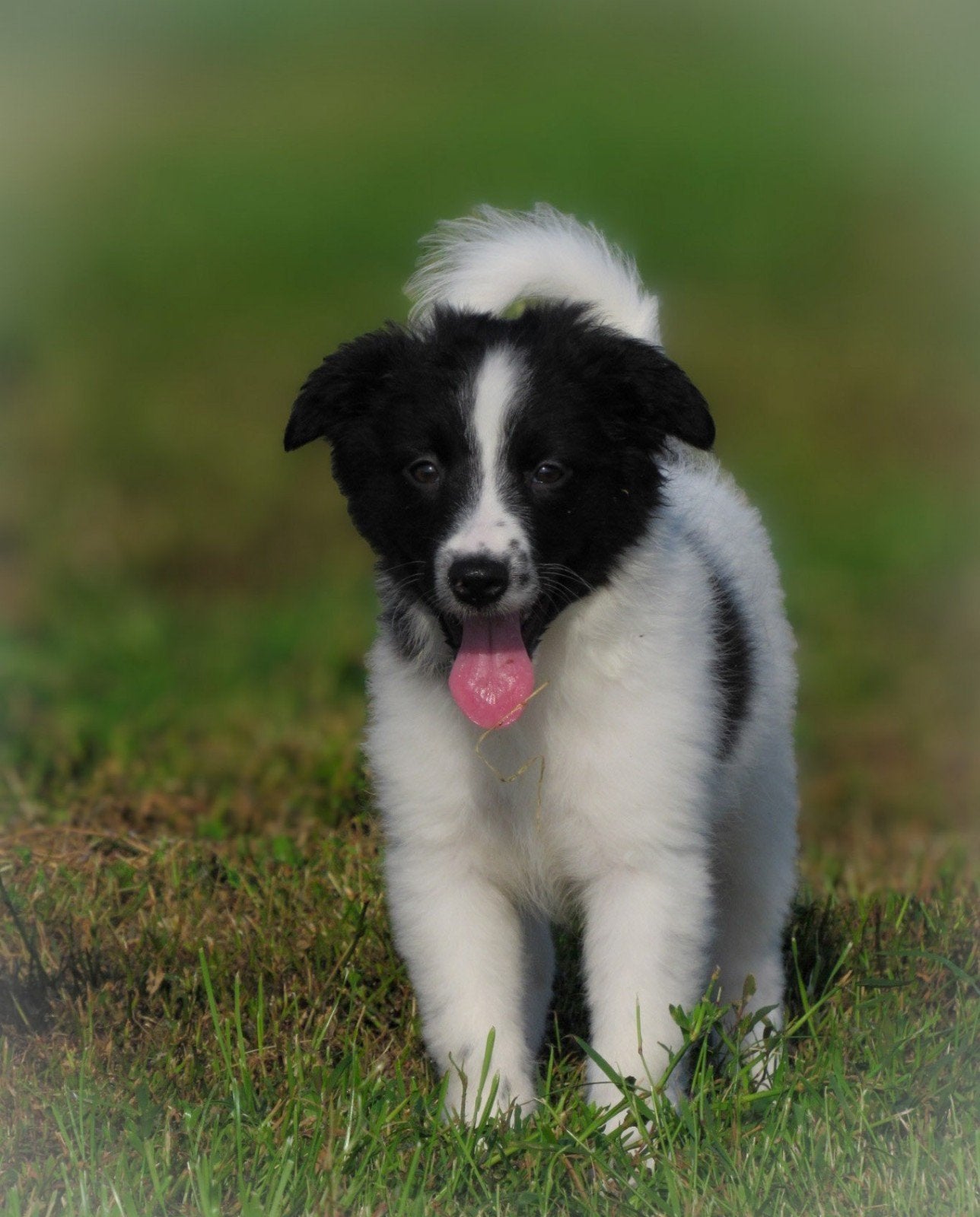 Vrolijke kruising border collie pups mogen verhuizen, Dieren en Toebehoren, Honden | Herdershonden en Veedrijvers, Collie, Meerdere dieren
