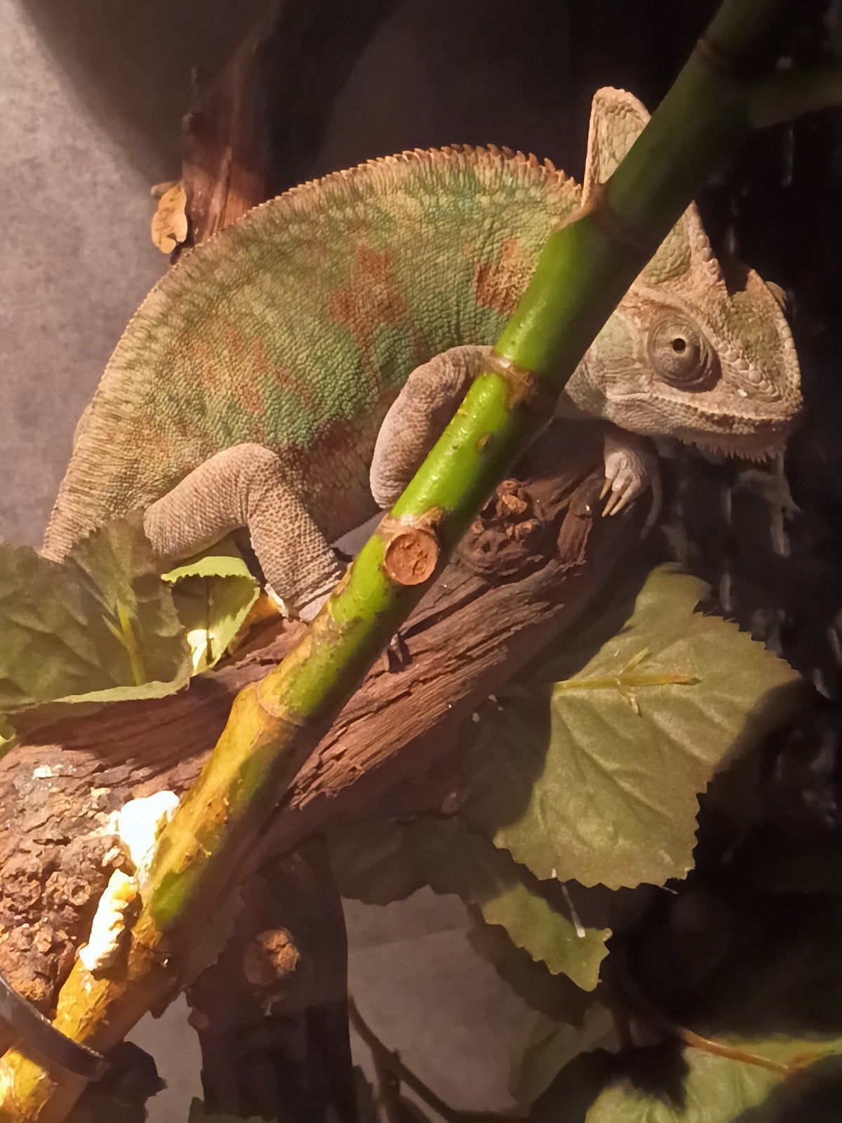 vrouwtje Jemen Kameleon met betonplex terrarium 50x50x90 Chameleon photo 2
