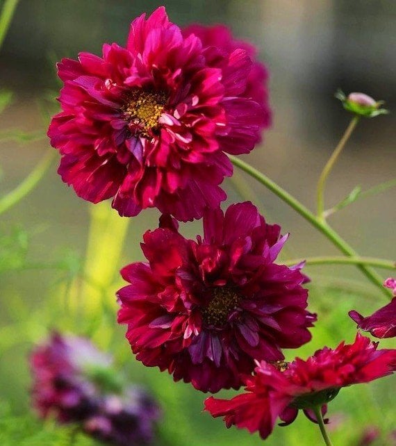 Zaden Cosmos double click cranberries, Verzenden, Volle zon