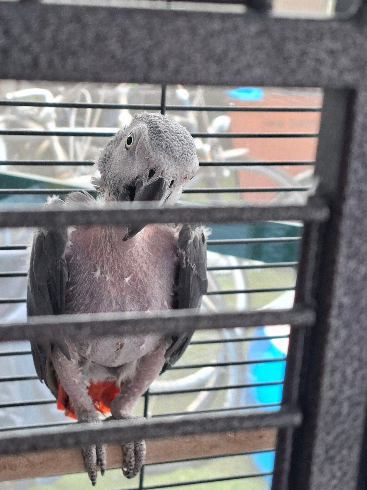 Grijze roodstaart, Dieren en Toebehoren, Vogels | Parkieten en Papegaaien, Mannelijk, Papegaai, Geringd