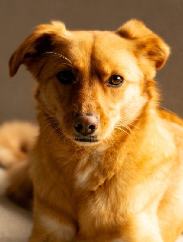 Ter adoptie: onze lieve hond Mango, Dieren en Toebehoren, Honden | Niet-rashonden, Particulier, Buitenland, Teef, Parvo
