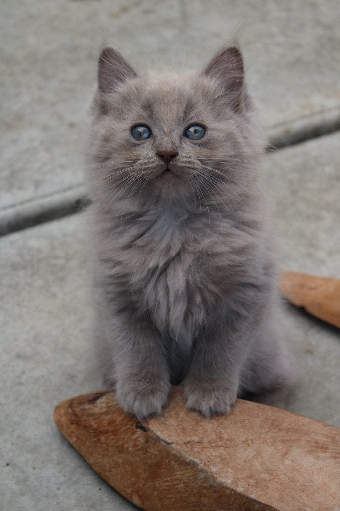 🌈 100% Ragdoll kittens 💟, Dieren en Toebehoren, Meerdere dieren, Gechipt, 0 tot 2 jaar