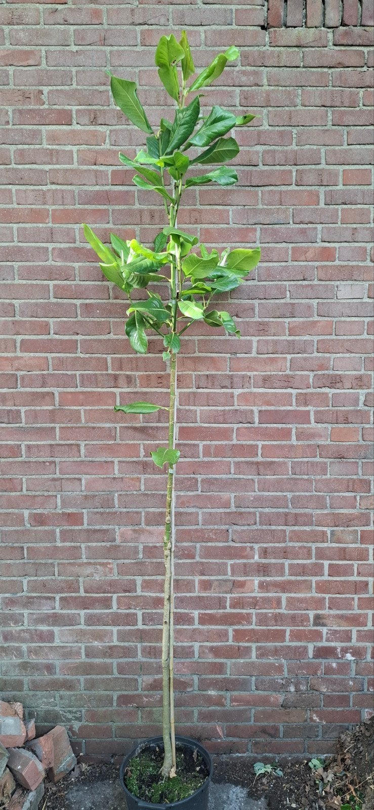 Magnolia grandiflora, Tuin en Terras, Ophalen, Lente, Volle zon, Overige soorten