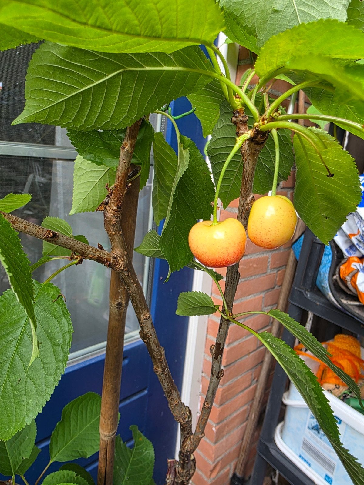 Kersenboom 'Schneiders Späte Knorpelkirsche' in pot, Ophalen