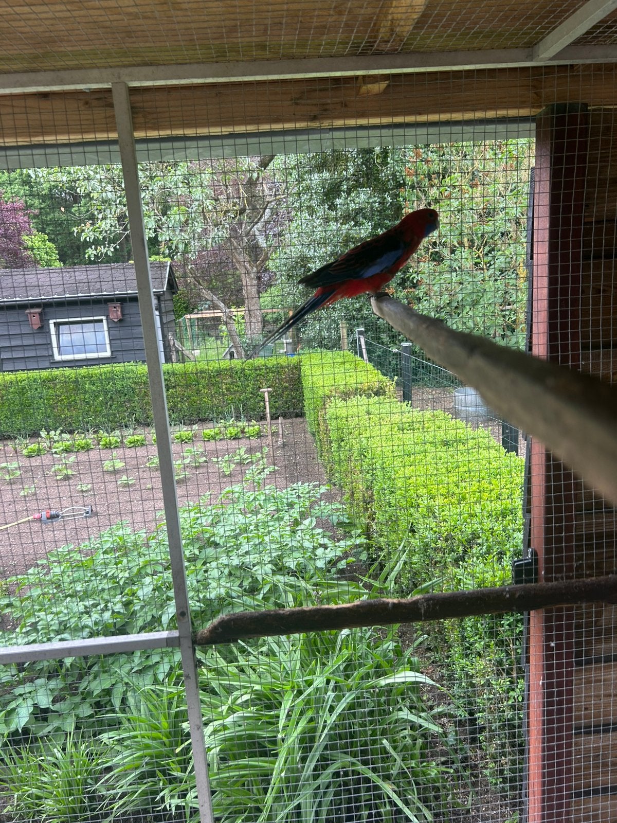 Pennantrossela, Dieren en Toebehoren, Vogels | Overige Vogels, Mannelijk, Geringd