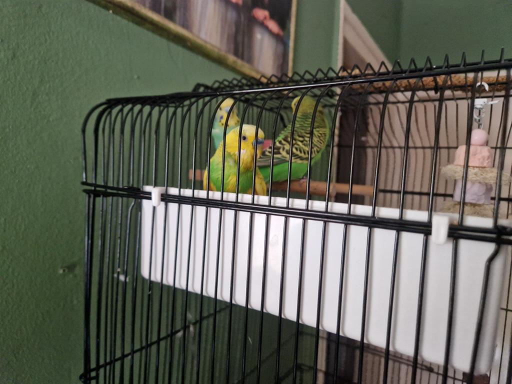 parkietjes met grote kooi, Ophalen, Zo goed als nieuw, Metaal, Vogelkooi