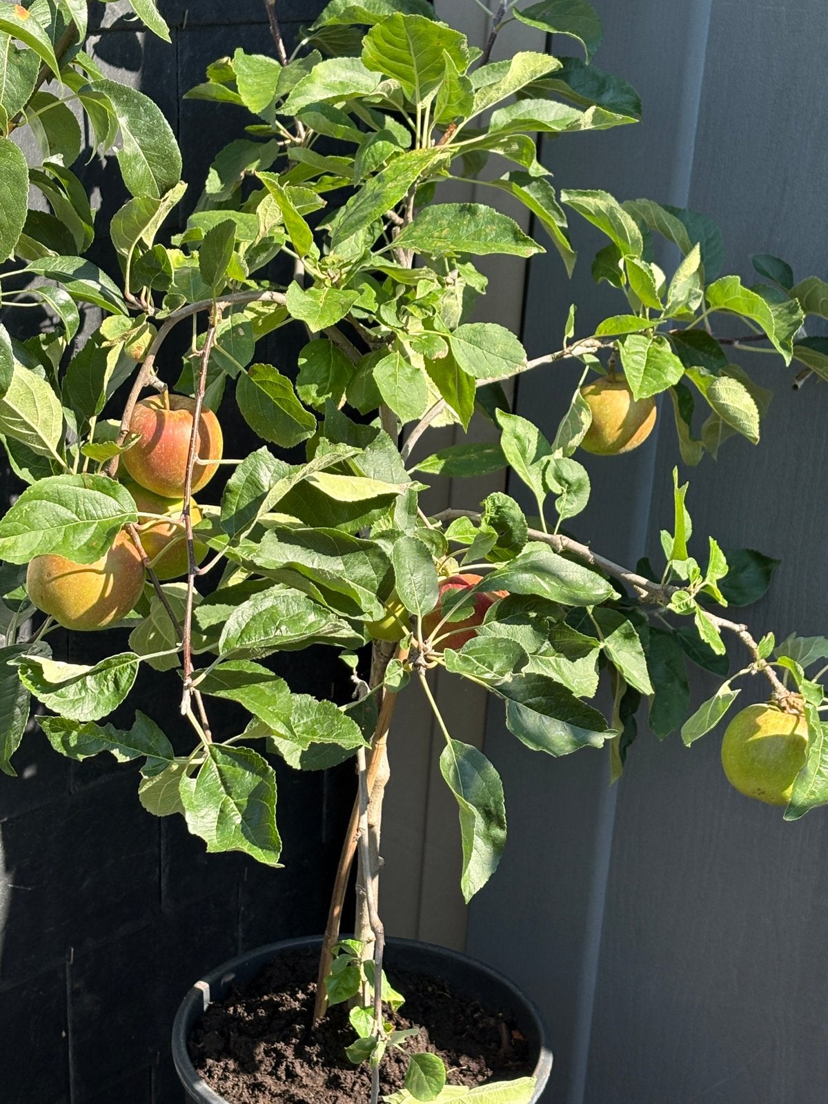 Super leuke dwerg appel boom in pot aangeboden!!, Tuin en Terras, Planten | Fruitbomen, Ophalen, Lente, Volle zon, In pot