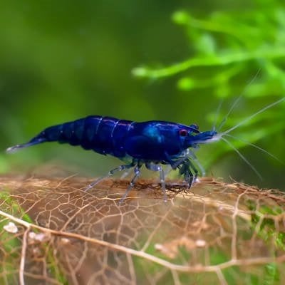 Blue Dream neo caridina garnalen, Dieren en Toebehoren, Kreeft, Krab of Garnaal, Zoetwatervis, Schoolvis