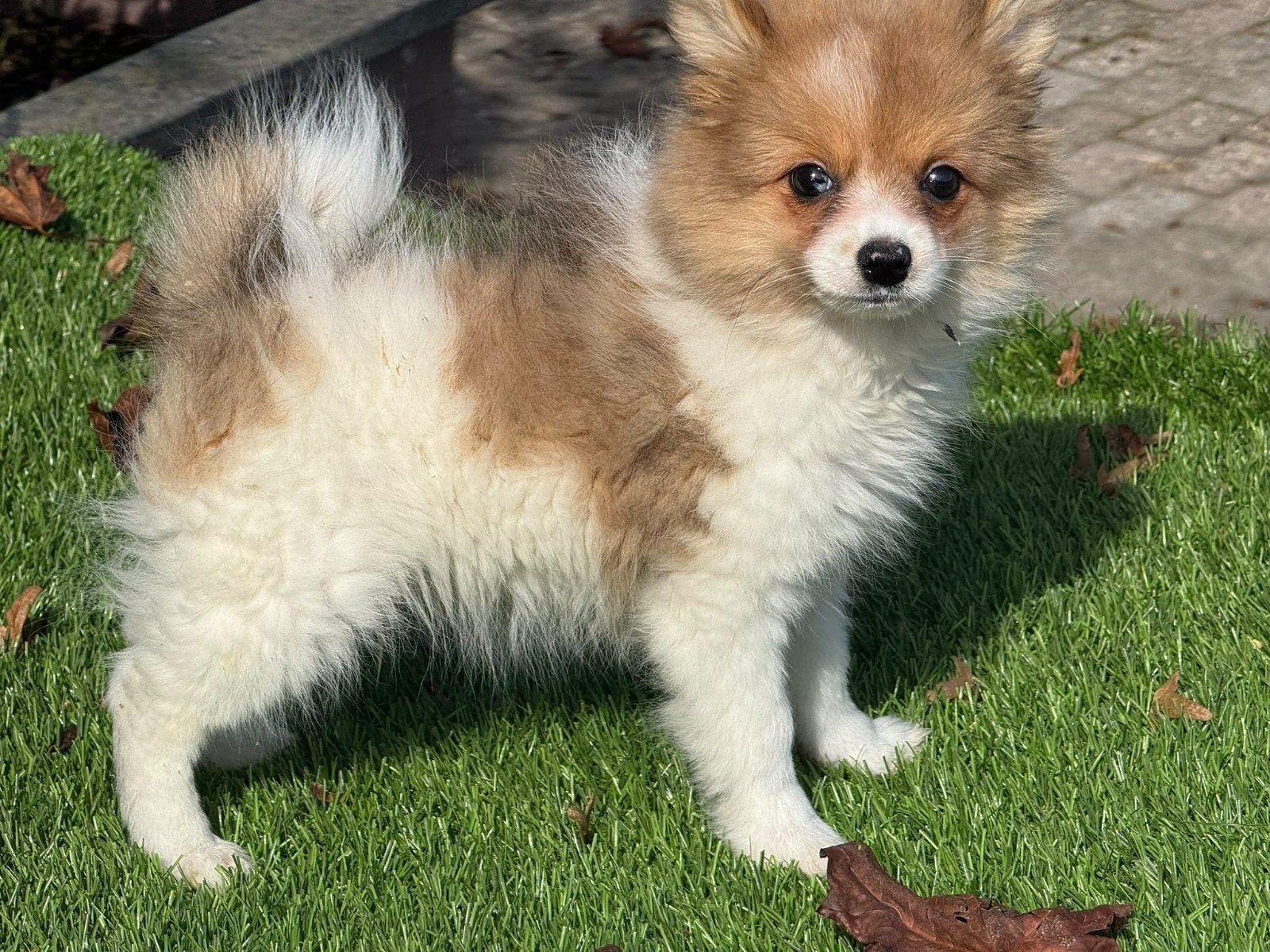 Te koop leuk dwergkees pup, Nederland, CDV (hondenziekte), 8 tot 15 weken, Meerdere dieren