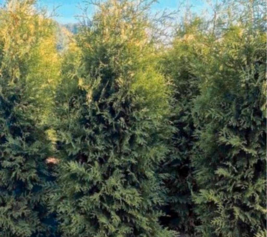 Coniferen thuja brabant, Ophalen of Verzenden, Conifeer, 100 tot 250 cm