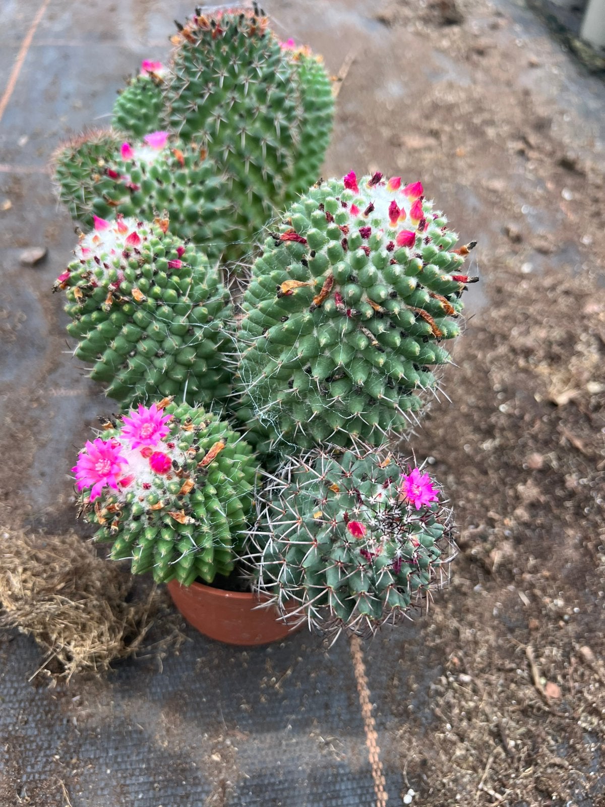 Mamillaria polytelle cactus, Ophalen of Verzenden, Overige soorten, Volle zon