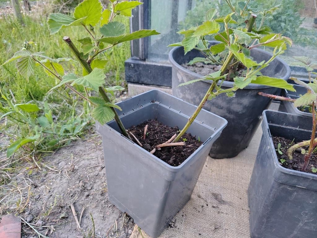 Doornloze bramen | Black satin, Ophalen, Volle zon, Vaste plant, Fruitplanten