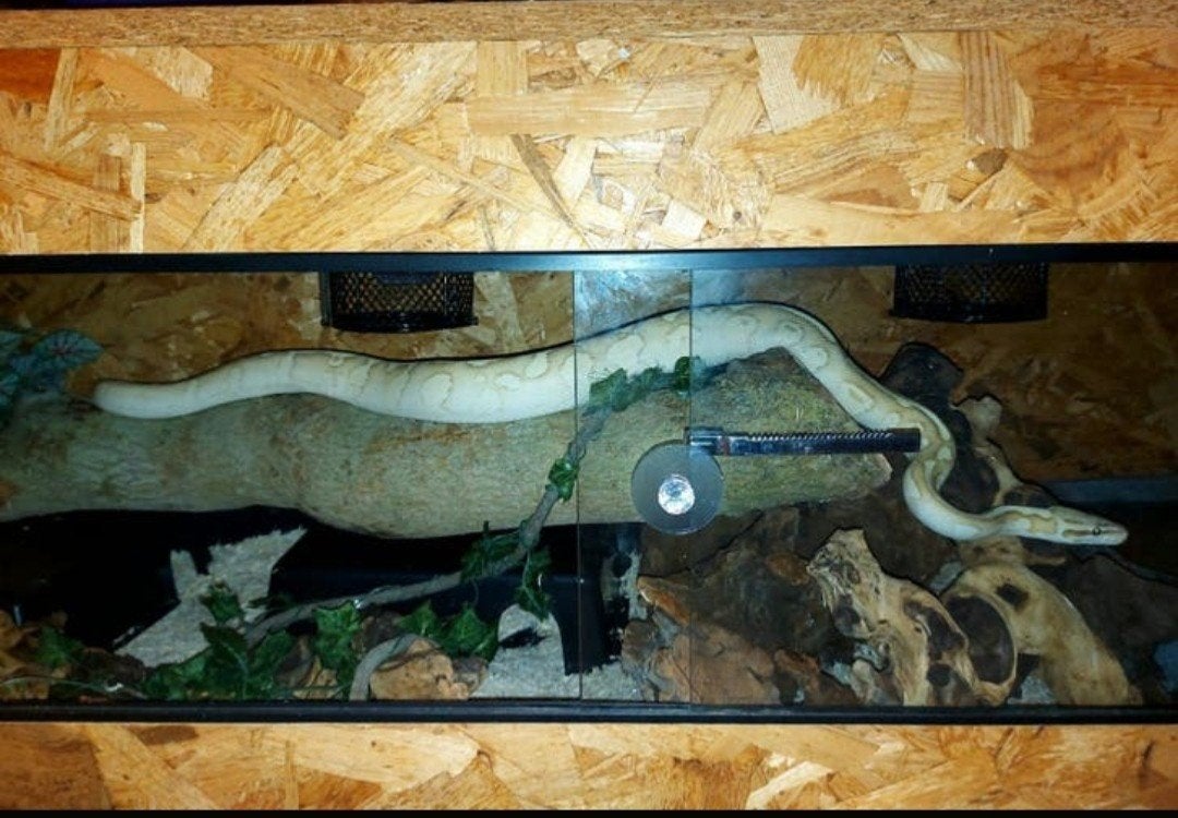Koppel Ball Pythons Ball Python photo 5