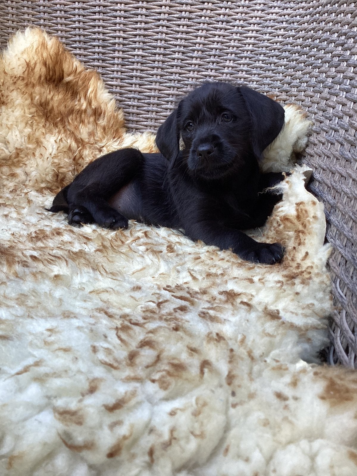 Vizsla kruising Labrador, puppy teefje., Dieren en Toebehoren, 8 tot 15 weken, CDV (hondenziekte), Eén hond, Nederland