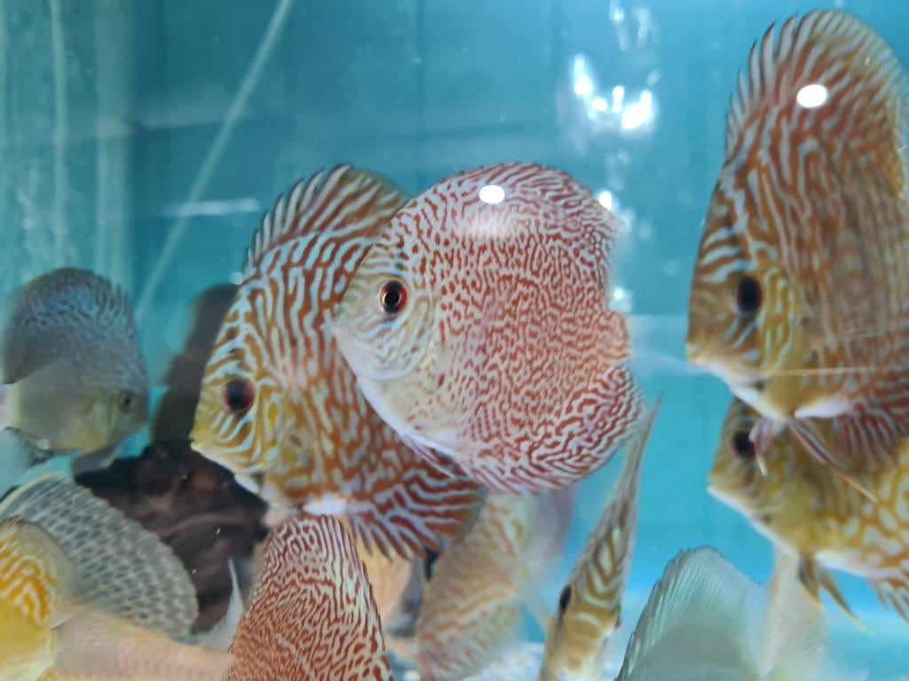 Panthera Leopard Discus, Symphysodon Discus Panthera Leopard, Vis, Zoetwatervis