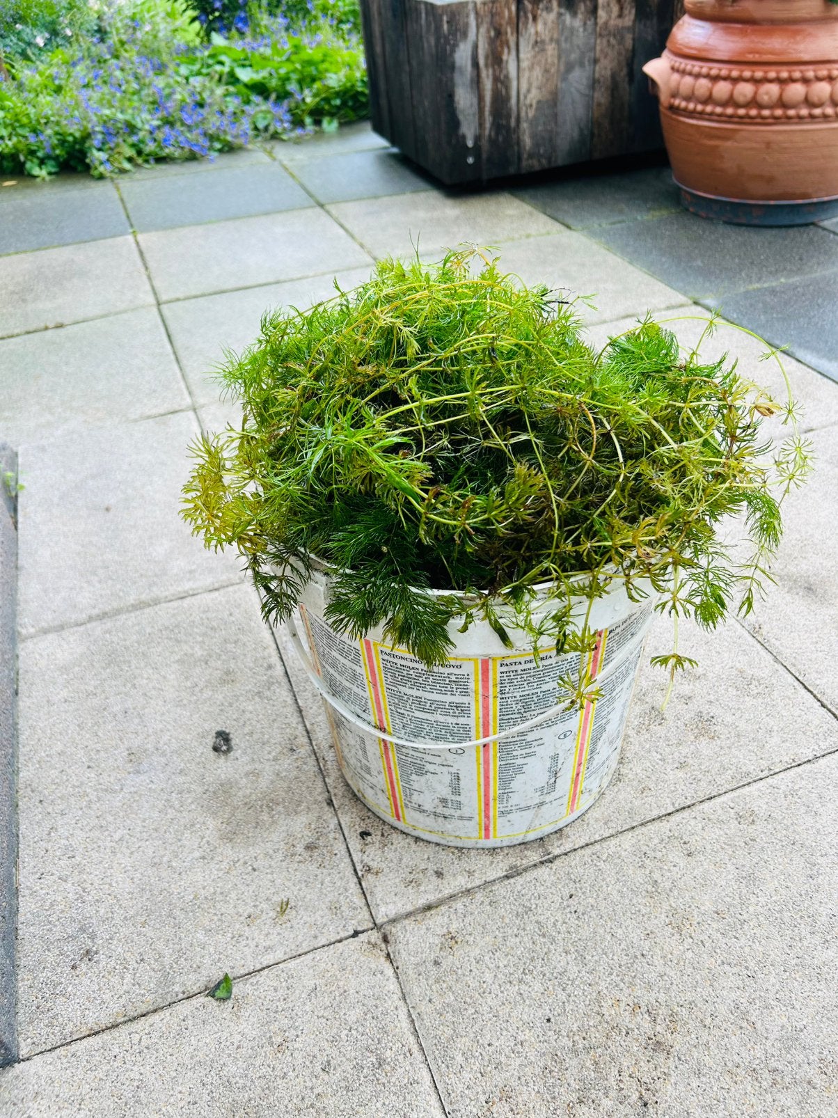 Waterplanten voor de vijver, Ophalen, Overige soorten, Volle zon
