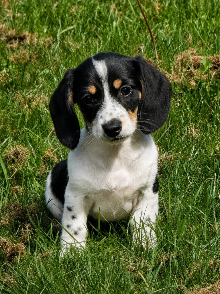Prachtige Teckel Pups, 8 tot 15 weken, Korthaar, Dwerg, Parvo