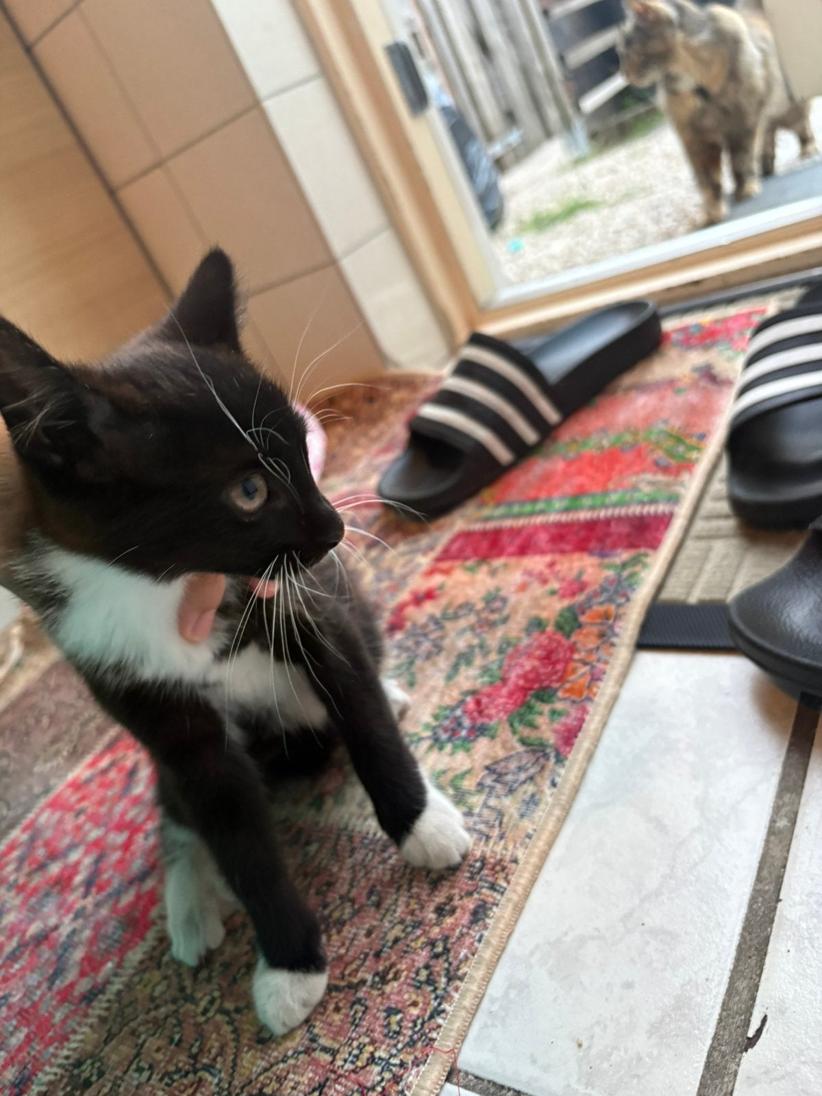 Kitten gratis, Dieren en Toebehoren, Poes