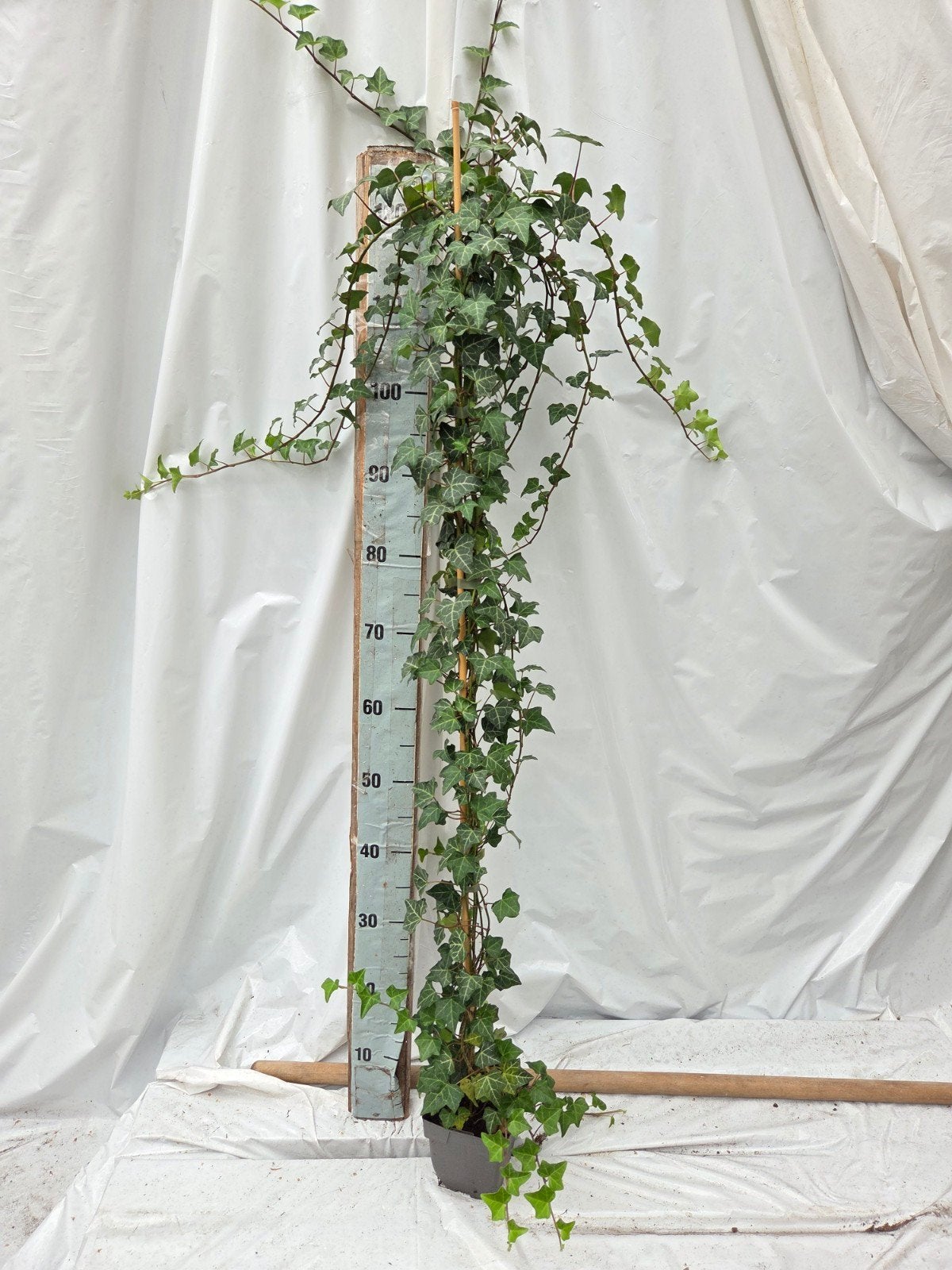Hedera helix, Ophalen, Halfschaduw, Overige soorten, 100 tot 250 cm