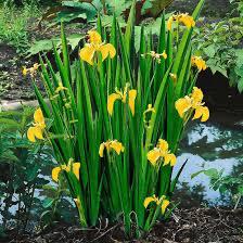 Vijverplant: gele lis, Tuin en Terras, Planten | Tuinplanten, Volle zon, Vaste plant, Ophalen of Verzenden, Vijverplanten
