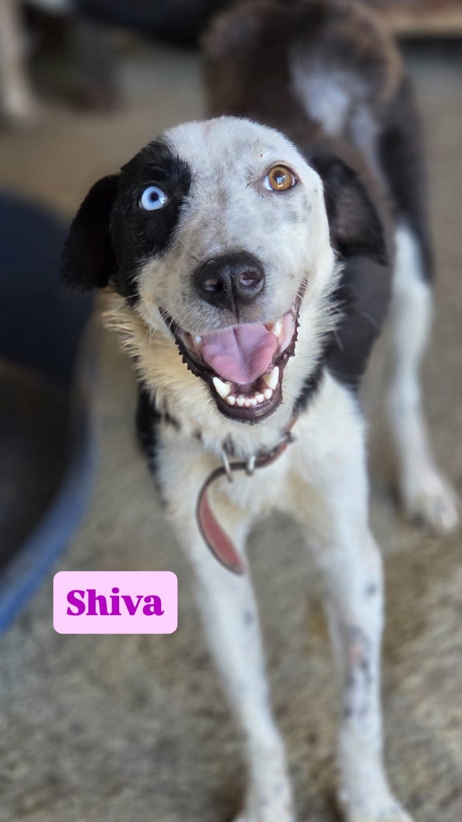 Shiva zoekt een baasje, Dieren en Toebehoren, Handelaar, 1 tot 2 jaar, Buitenland, Teef