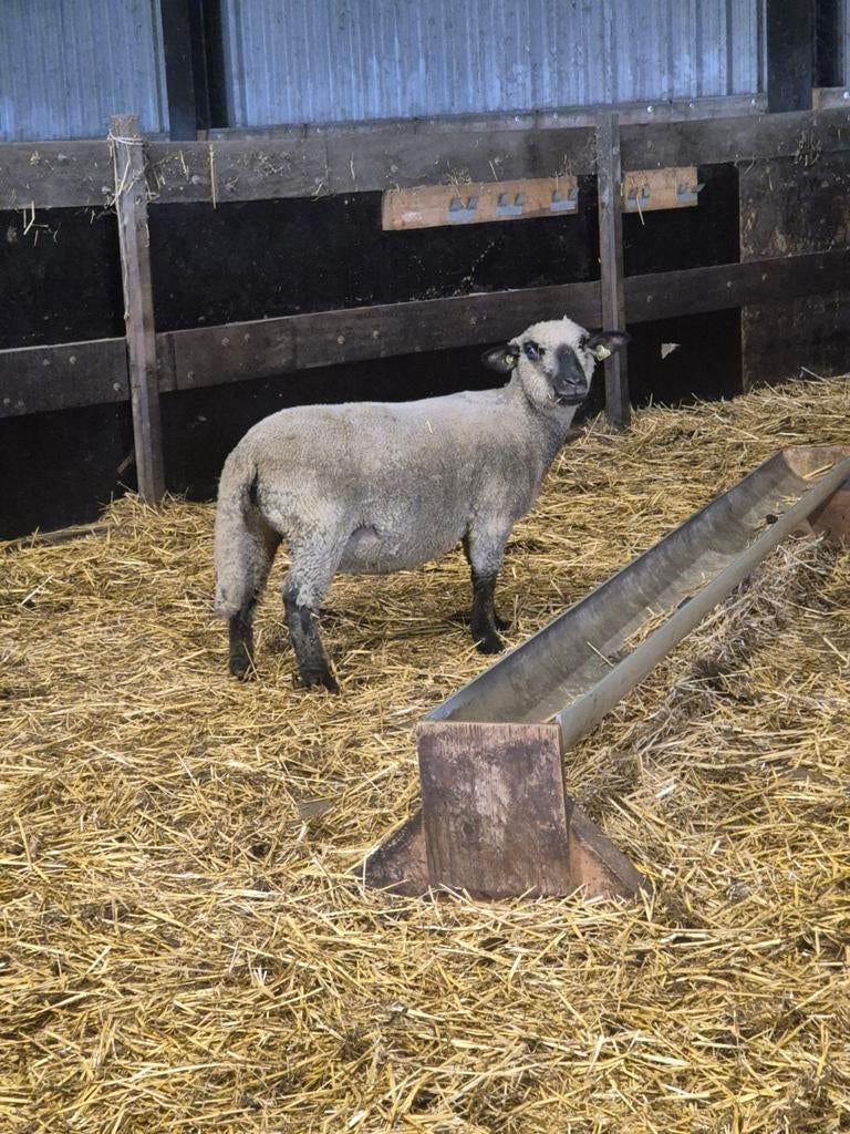 Drachtige Hampshire Down schapen, Vrouwelijk, Schaap