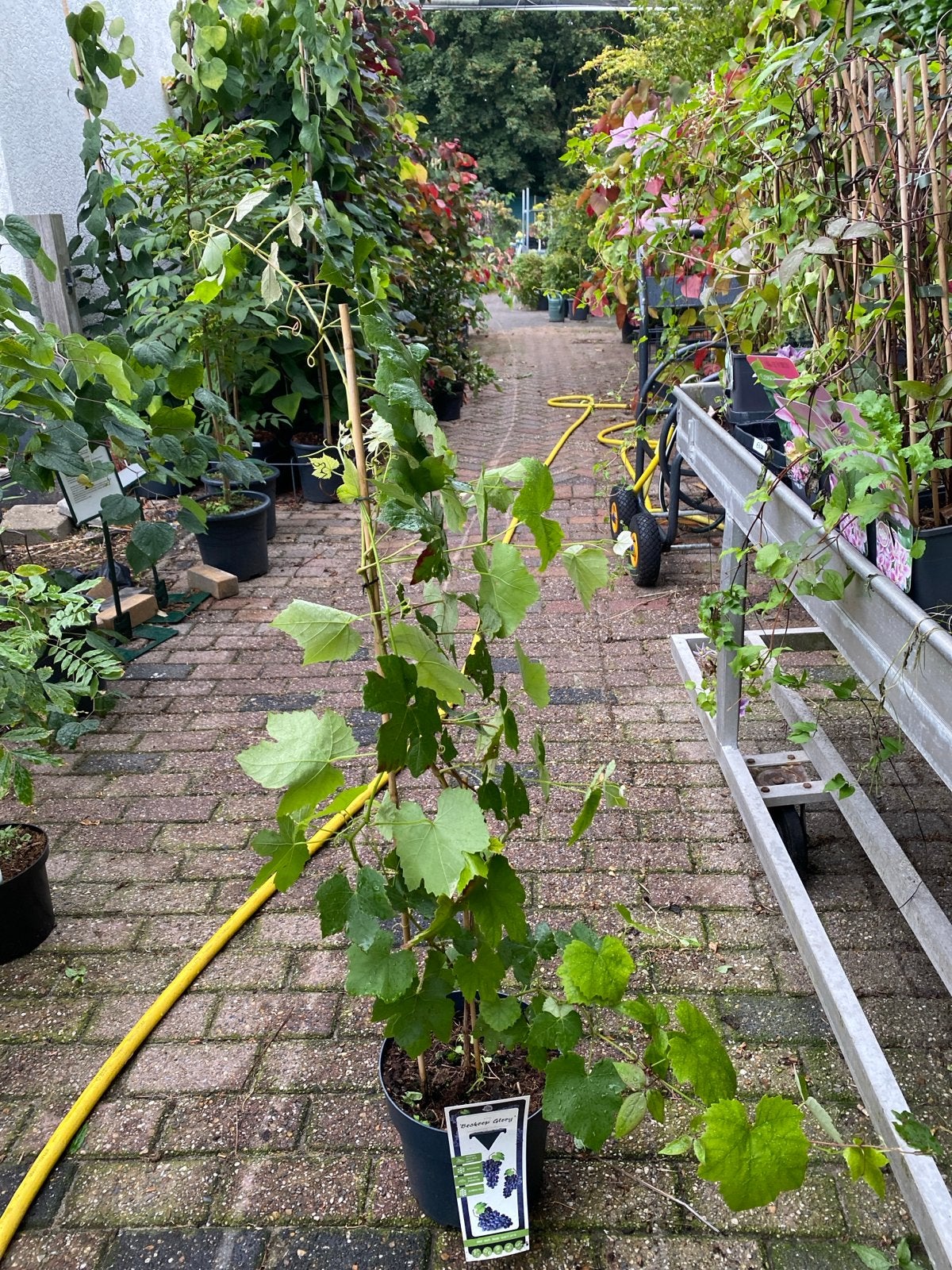 Vitis 'Boskoop Glory' - Winterharde Blauwe Druif, Ophalen, Lente, Volle zon, In pot