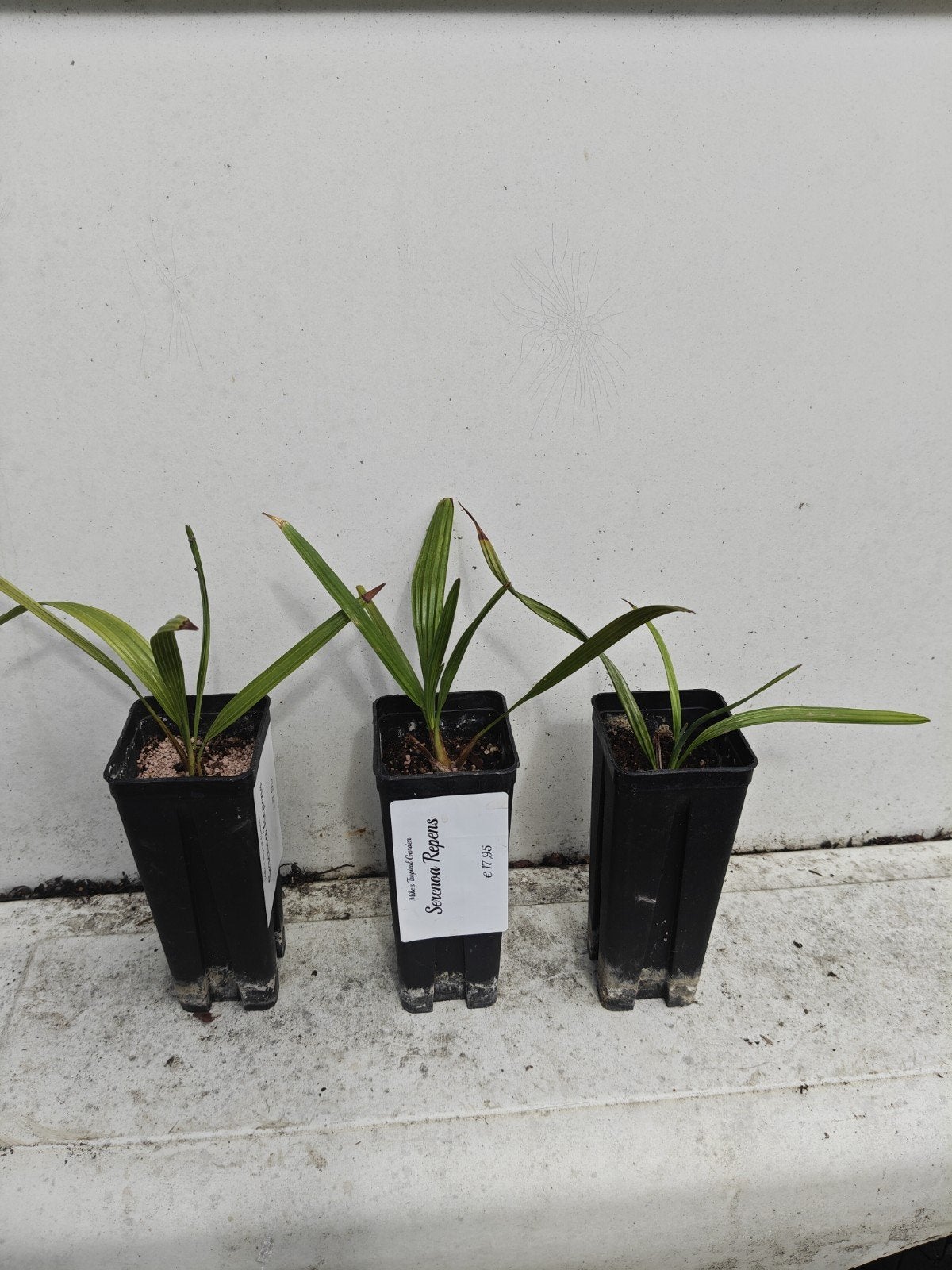 serenoa repens, Ophalen of Verzenden, Minder dan 100 cm, Zomer, Palmboom